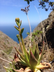 Dudleya virens virens