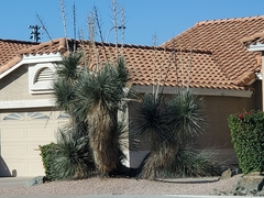 Yucca