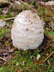 Coprinus comatus