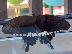 Papilio polytes