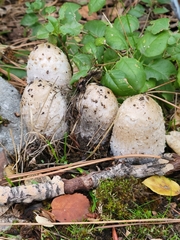 Coprinus comatus