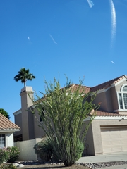 Fouquieria splendens