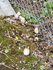 Coprinus comatus