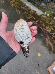 Coprinus comatus