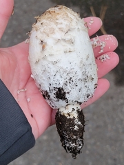 Coprinus comatus