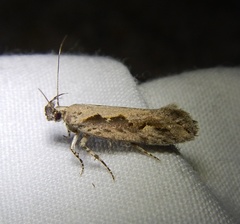 Ornativalva plutelliformis