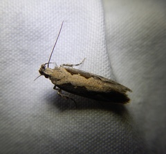 Ornativalva plutelliformis