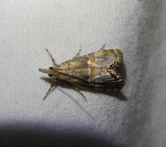 Euchromius cambridgei