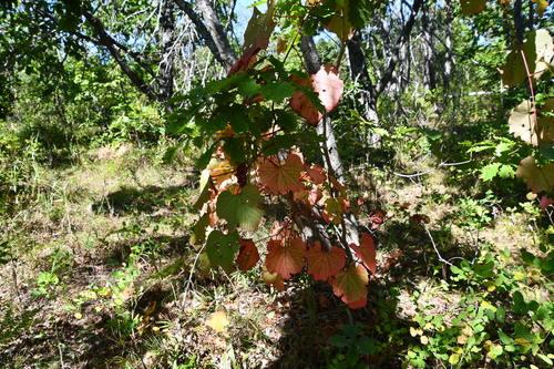 Vitis amurensis iNat (2)