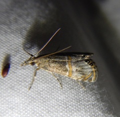 Euchromius cambridgei