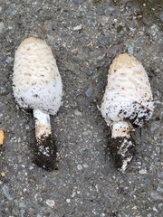 Coprinus comatus