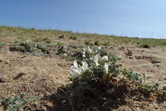Astragalus teskhemicus