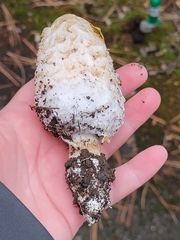 Coprinus comatus
