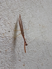 Bistanta mexicana