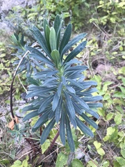 Euphorbia glauca