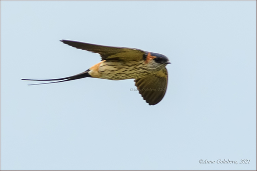 Eastern Red-rumped Swallow