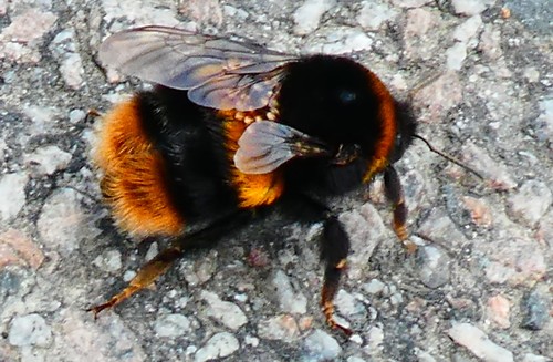 British Buff-tailed Bumblebee