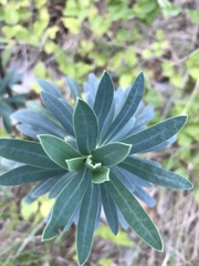 Euphorbia glauca