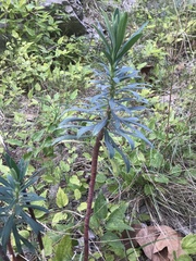 Euphorbia glauca
