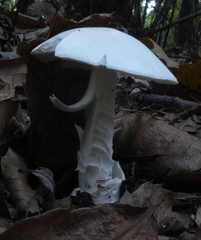 Amanita argentea