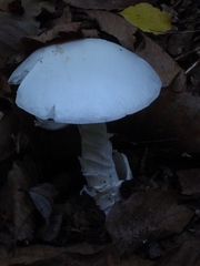 Amanita argentea
