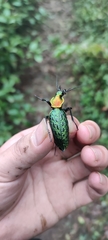 Carabus lafossei
