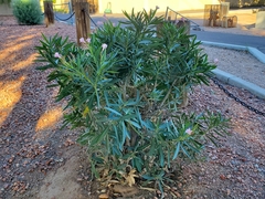 Nerium oleander