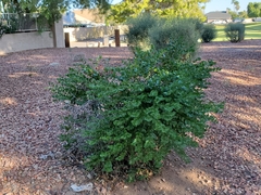 Carissa macrocarpa