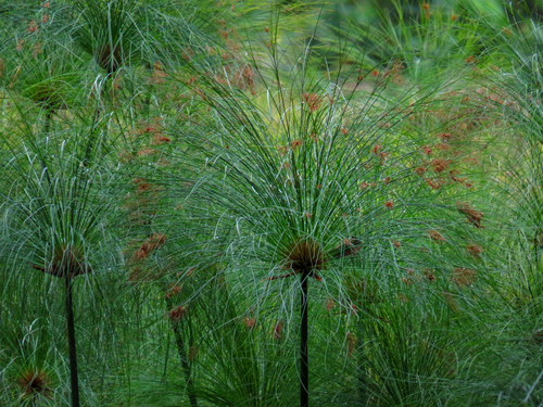 Cyperus papyrus observed 2021-07-23