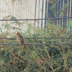 Turdus abyssinicus