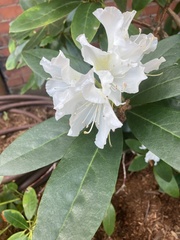 Rhododendron