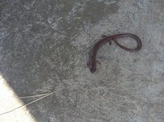 Batrachoseps major major