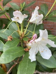 Rhododendron