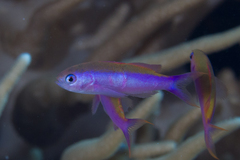 Luzonichthys waitei