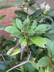 Rhododendron
