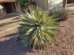 Agave