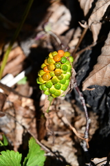 Arisaema amurense