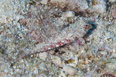 Synchiropus morrisoni