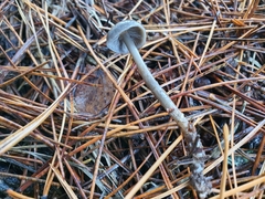 Tephrocybe rancida