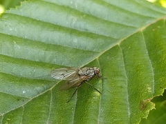Helina depuncta