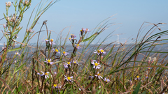 Tripolium pannonicum