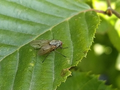 Helina depuncta