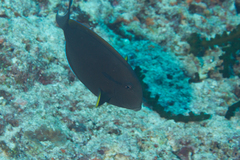Acanthurus nigricauda