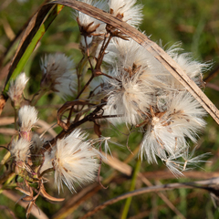 Tripolium pannonicum