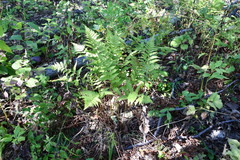 Athyrium yokoscense