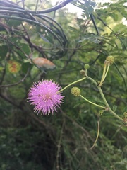 Mimosa pigra