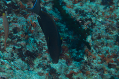 Acanthurus nigricauda