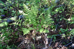 Athyrium yokoscense