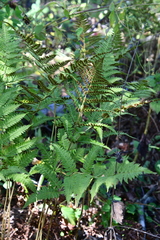 Athyrium yokoscense