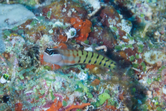 Ecsenius fijiensis